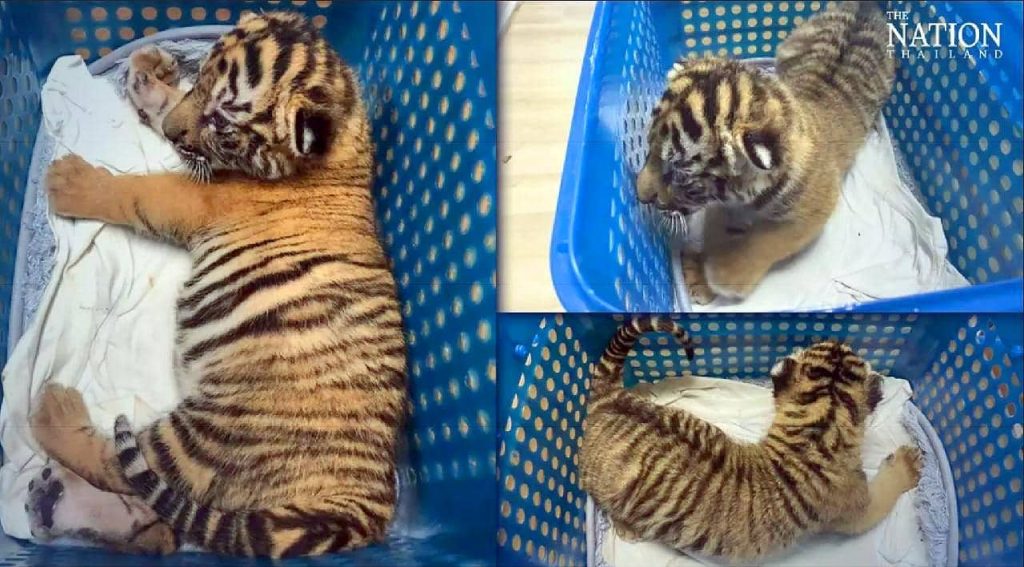 Des trafiquants d'animaux tentent de vendre un bébé tigre via Facebook