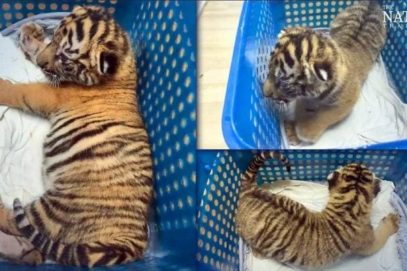 Des trafiquants d&rsquo;animaux tentent de vendre un bébé tigre via Facebook