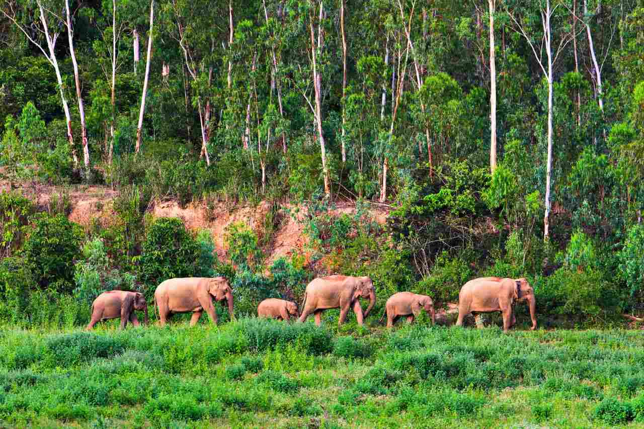 Éléphants sauvages dans le parc national de Kui Buri