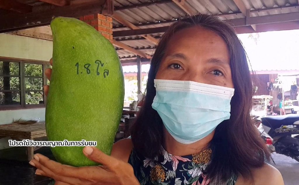 Des villageois découvrent une mangue géante en Thaïlande