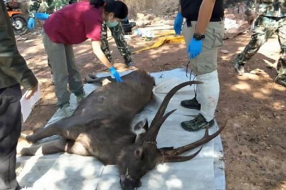 Les parcs nationaux de Thaïlande interdisent les plastiques à usage unique