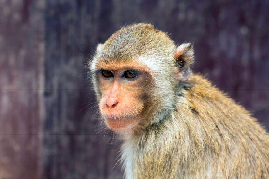 Un troisième cas de variole du singe découvert en Thaïlande