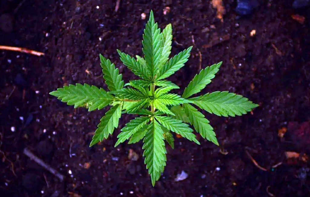 Plant de Cannabis