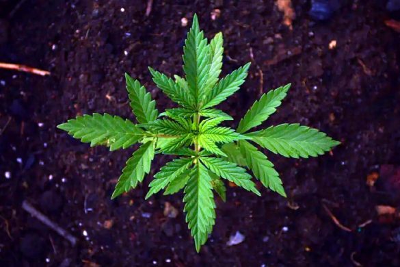 Pourquoi la Thaïlande va distribuer des plants de cannabis aux particuliers