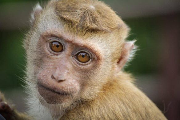 Les Thaïlandais invités à ne pas paniquer à cause de la variole du singe