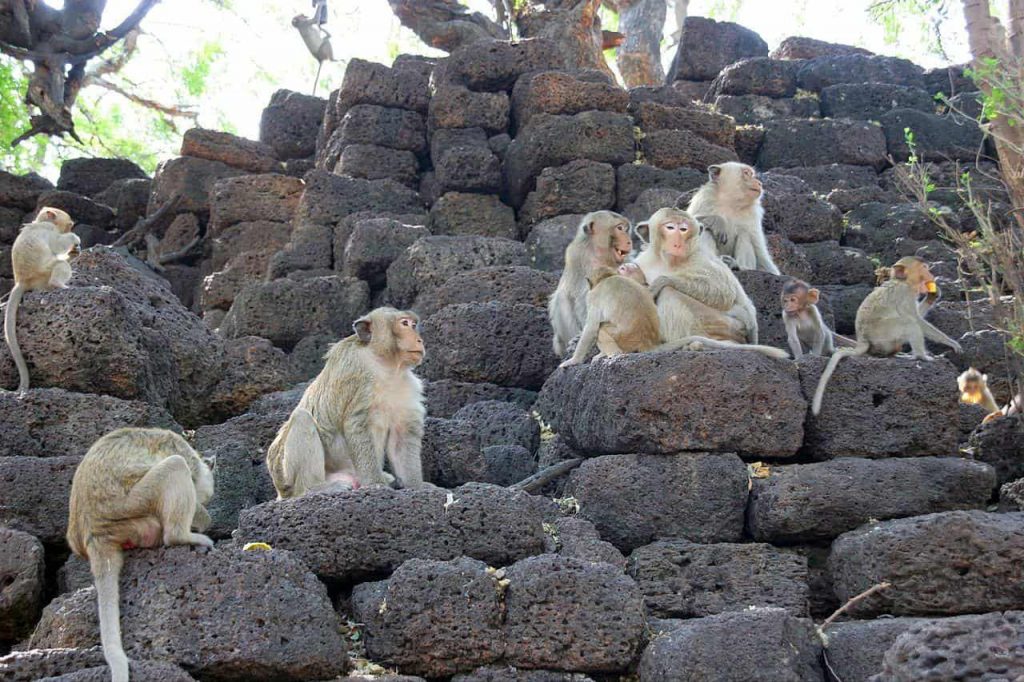 La célèbre ville des singes de Thaïlande reprend vie avec moins de singes