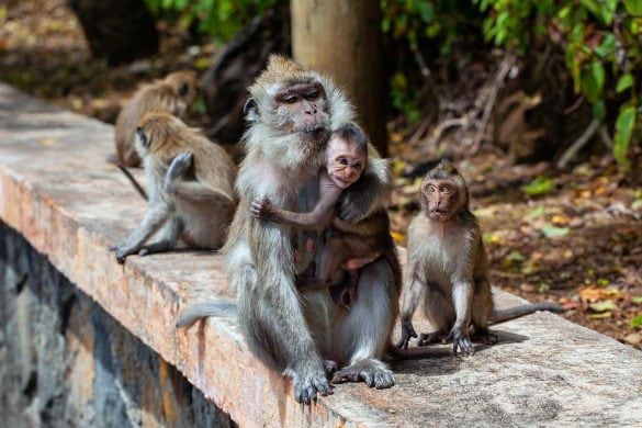 Risque accru de paludisme en Thaïlande