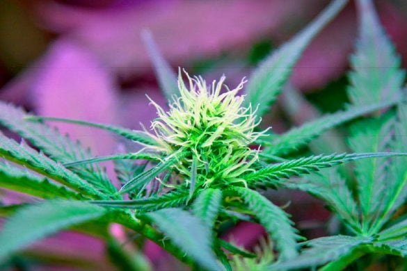 La Thaïlande passe de la guerre à la drogue au curry à la marijuana