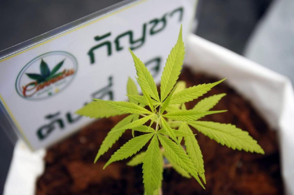 La Thaïlande distribue du cannabis mais avertit les gens de ne pas se défoncer