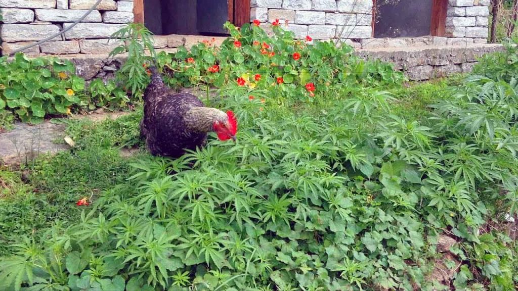 Les poulets nourris au cannabis en Thaïlande sont plus résistants aux maladies