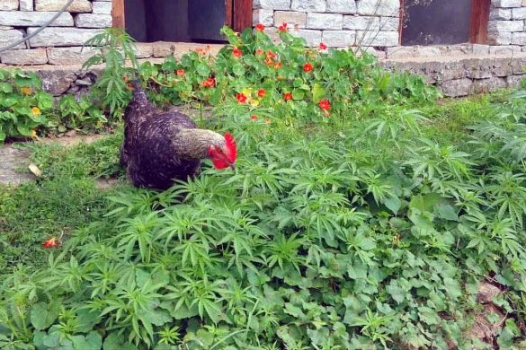 Les poulets nourris au cannabis en Thaïlande sont plus résistants aux maladies