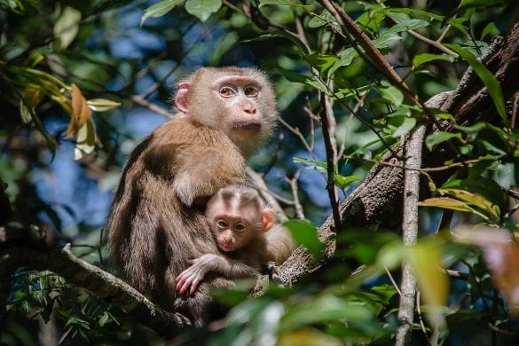 Double tarification en Thaïlande : 5 parcs nationaux augmentent de 100% les prix pour les étrangers