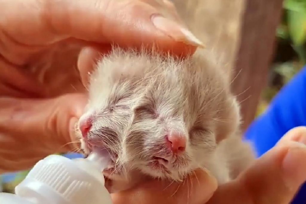Un chaton à deux visages est né dans le nord de la Thaïlande