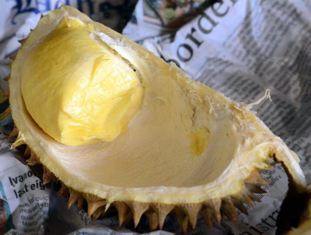 Durian long Laplae