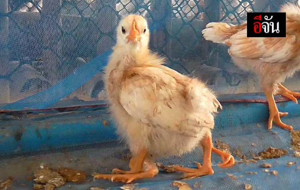 Insolite : une poule à 4 pattes est né dans le nord-est de la Thaïlande