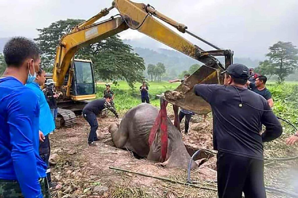 L'incroyable sauvetage d'une maman éléphant et de son bébé en Thaïlande