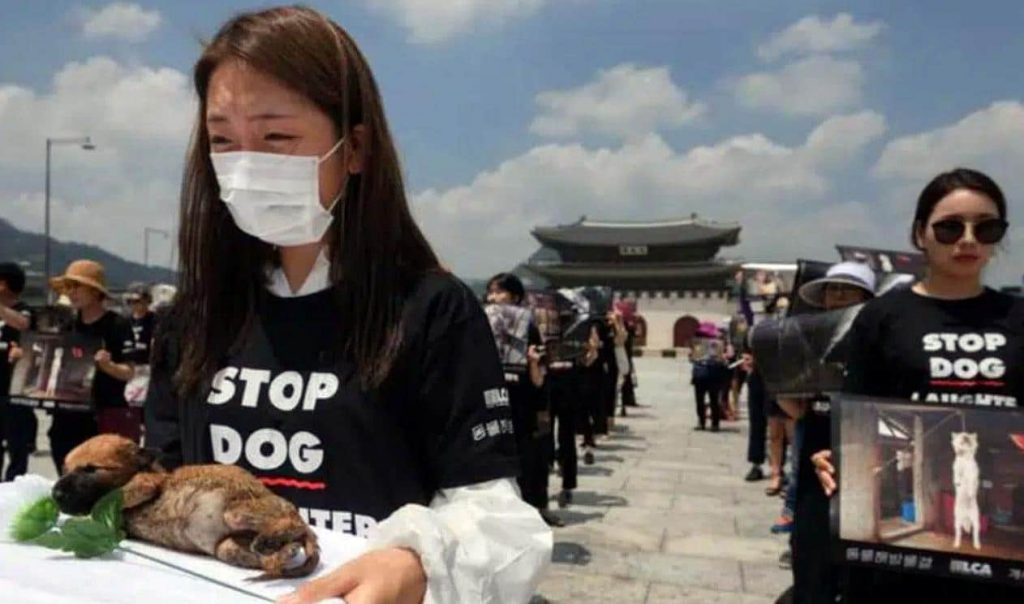 Campagne contre la consommation de la viande de chien en Corée