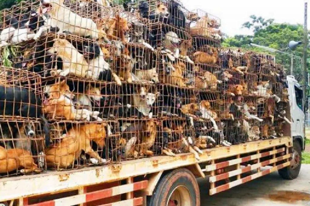 Choc en Thaïlande : un Husky enterré vivant par un Français à Phuket 6 Choc en Thaïlande : un Husky enterré vivant par un Français à Phuket