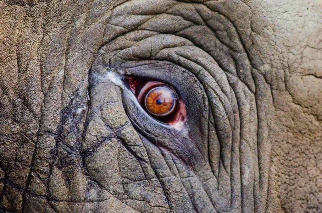Un éléphant forcé de travailler sous une forte chaleur a déchiré son cornac en deux en Thaïlande