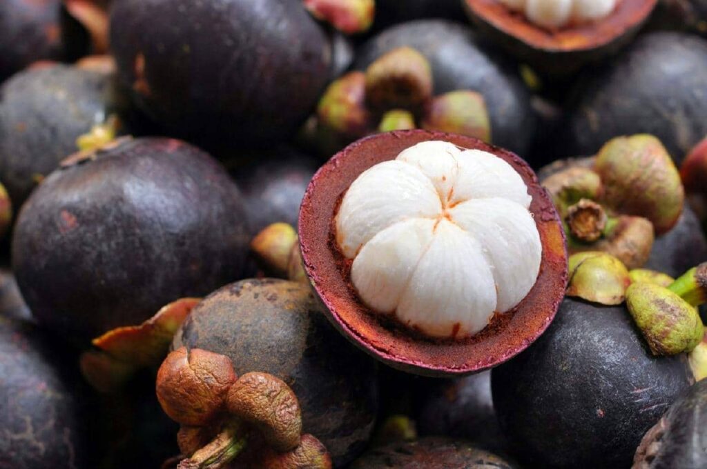 Le mangoustan, la reine des fruits de Thaïlande, comme médicament