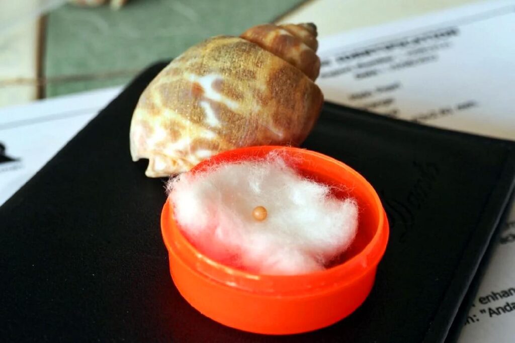 Ils trouvent une perle rare de grande valeur dans un escargot de mer en Thaïlande