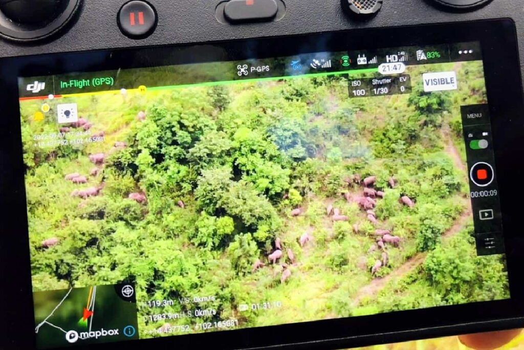 Des troupeaux d'éléphants sauvages ravagent des plantations en Thaïlande