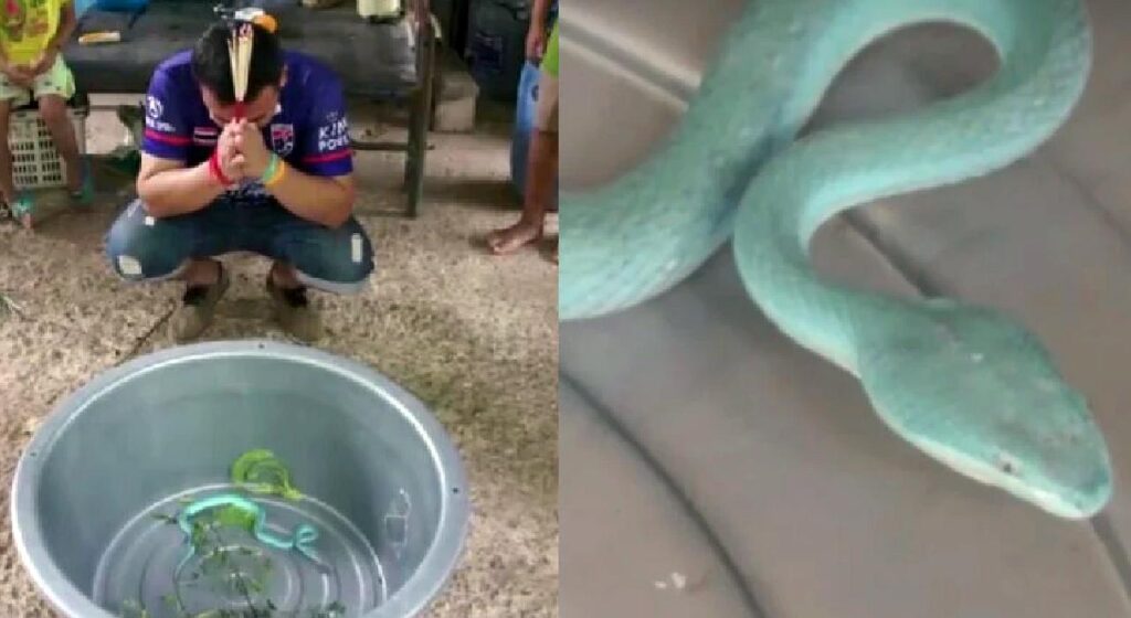 Un étrange serpent bleu découvert dans le nord-est de la Thaïlande intrigue les spécialistes