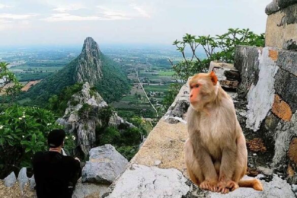 Le mystère de la disparition de singe en Thaïlande résolu, ils sont capturés pour être mangés