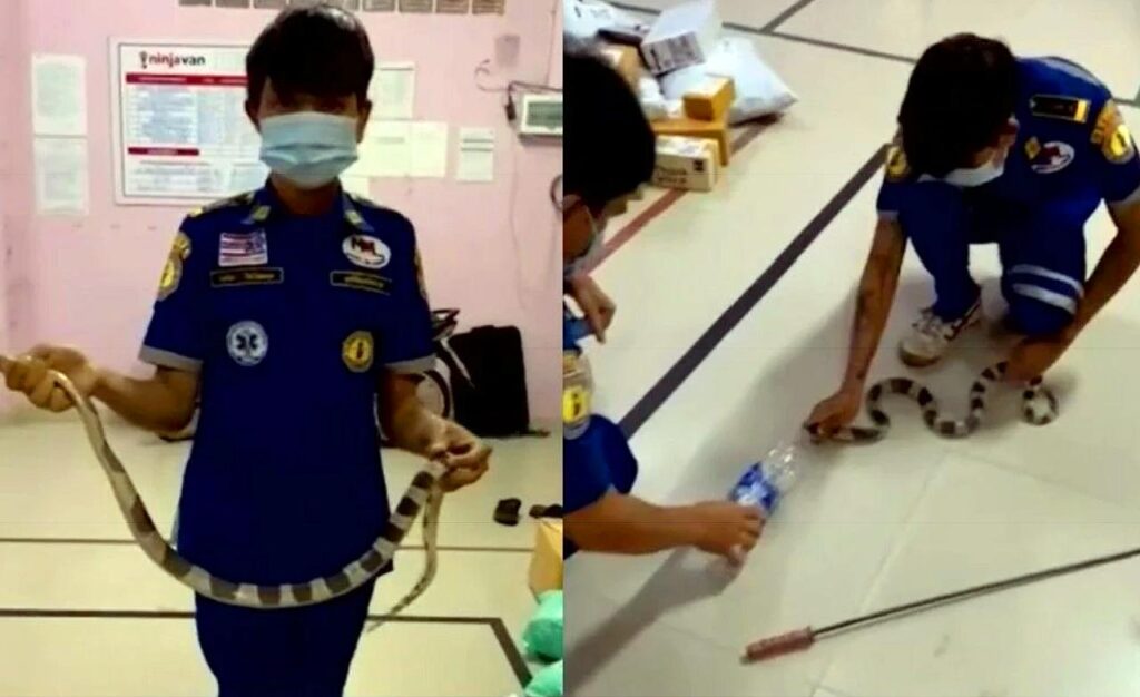 Un serpent classé parmi les plus dangereux au monde, s’échappe d'un colis en Thaïlande