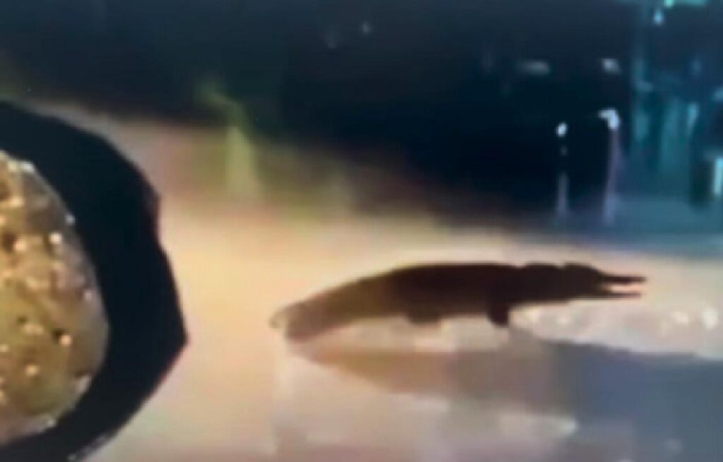 Insolite : Un crocodile colossal traverse une route dans l'est de la Thaïlande