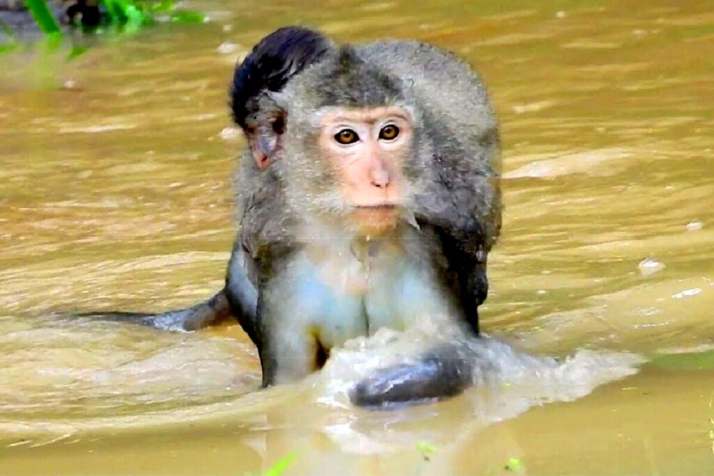 Des singes pillent des maisons dans le centre de la Thaïlande après les inondations