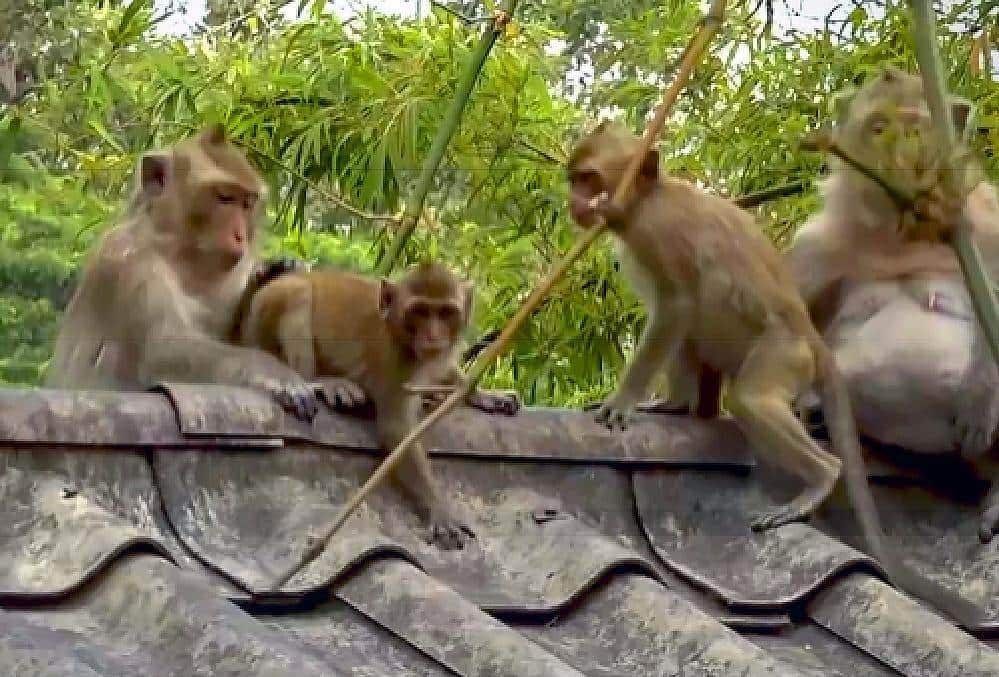 Des singes pillent des maisons dans le centre de la Thaïlande à cause des inondations 4 Des singes pillent des maisons dans le centre de la Thaïlande après les inondations