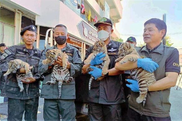 Un trafiquant d&rsquo;animaux sauvages arrêté avec 4 bébés tigres en Thaïlande