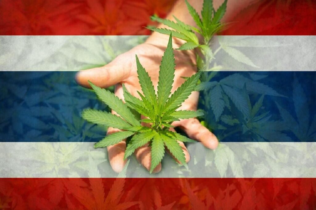 Une star de Netflix revient d'un voyage en Thaïlande avec 40 kilos de cannabis 6 Une star de Netflix revient d'un voyage en Thaïlande avec 40 kilos de cannabis