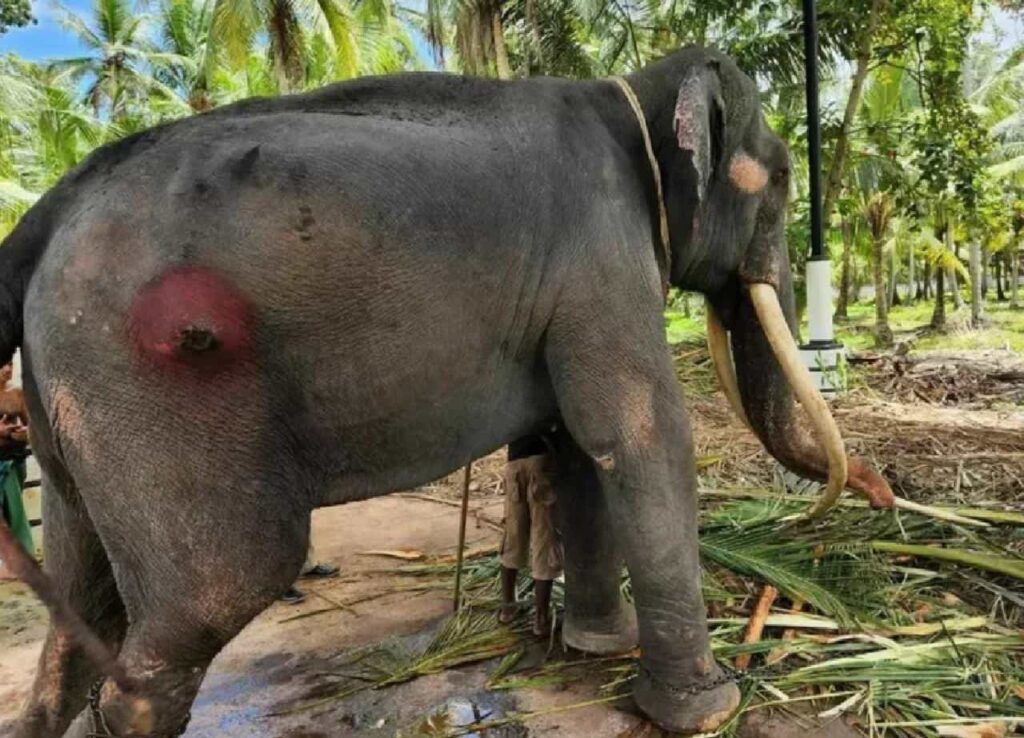 Diplomatie : quand le Sri Lanka torture un éléphant offert par la Thaïlande