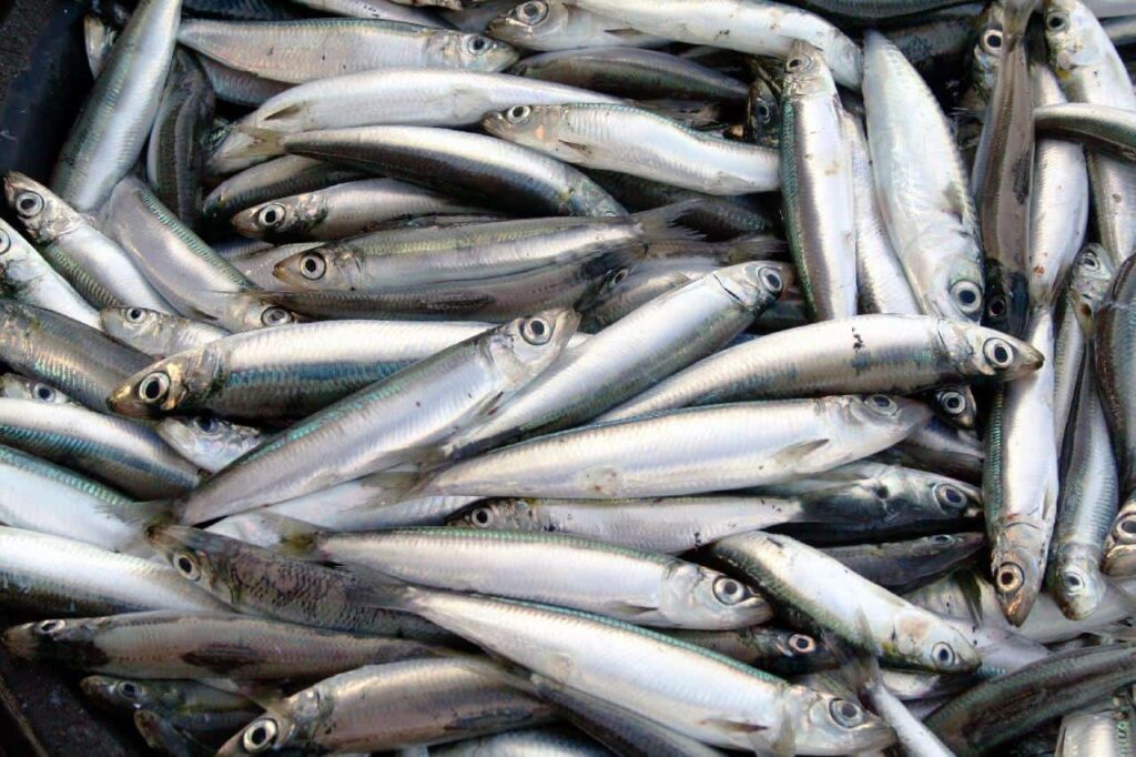 Étrange phénomène sur une île de Thaïlande : des milliers de poissons sautent sur un pont