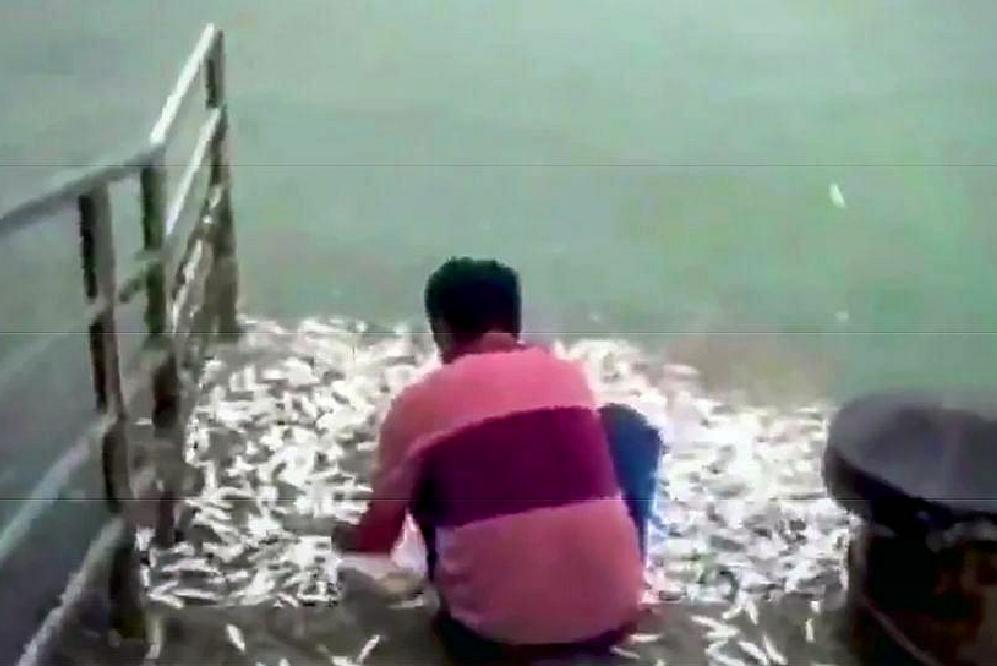Étrange phénomène sur une île de Thaïlande : des milliers de poissons sautent sur un pont