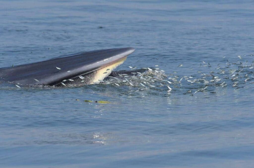 Rorqual de Bryde dans le Haut-Golfe de Thaïlande