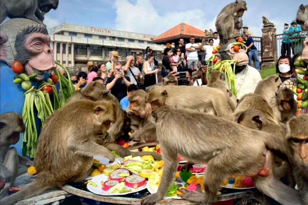 Un nouveau jour de fête pour les singes de Lop Buri en Thaïlande