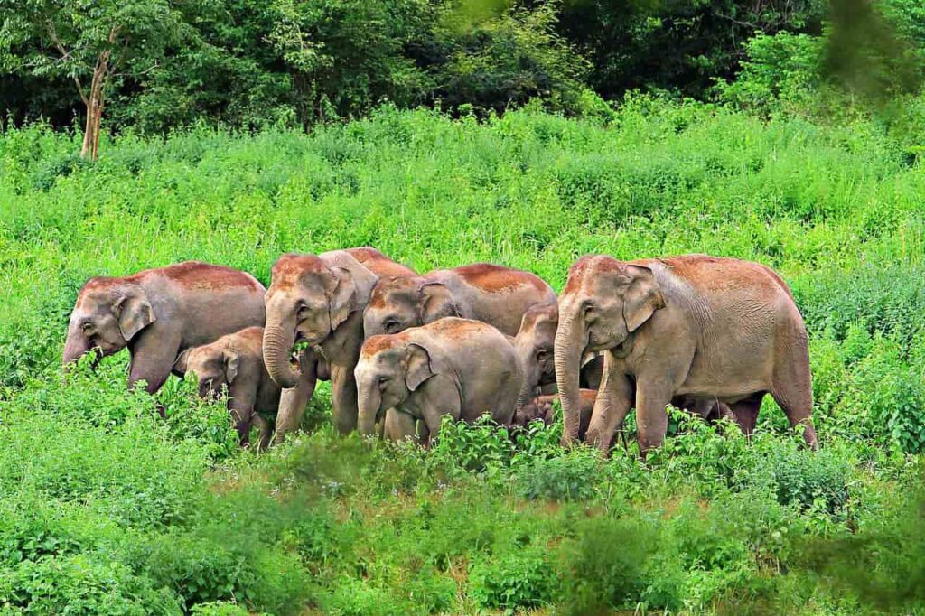 2023 a été une année sanglante entre homme et éléphant en Thaïlande