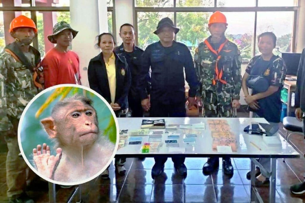 Une touriste se fait voler son sac avec 1 353 euros par un singe en Thaïlande