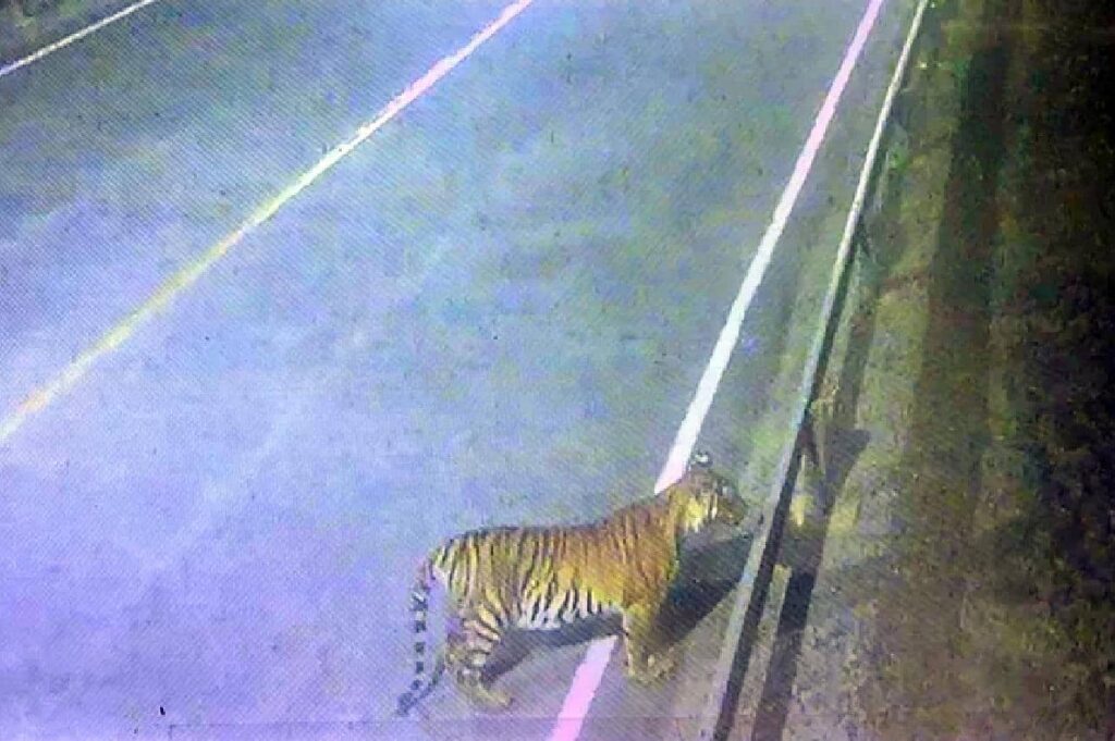 Alerte, un tigre rôde dans une zone très touristique de Thaïlande