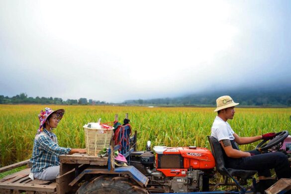 Les exportations de riz de Thaïlande enregistrent une hausse de 12 %