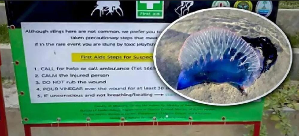 Alerte aux méduses à Phuket, dans le sud de la Thaïlande 4 panneaux d'alerte aux méduses