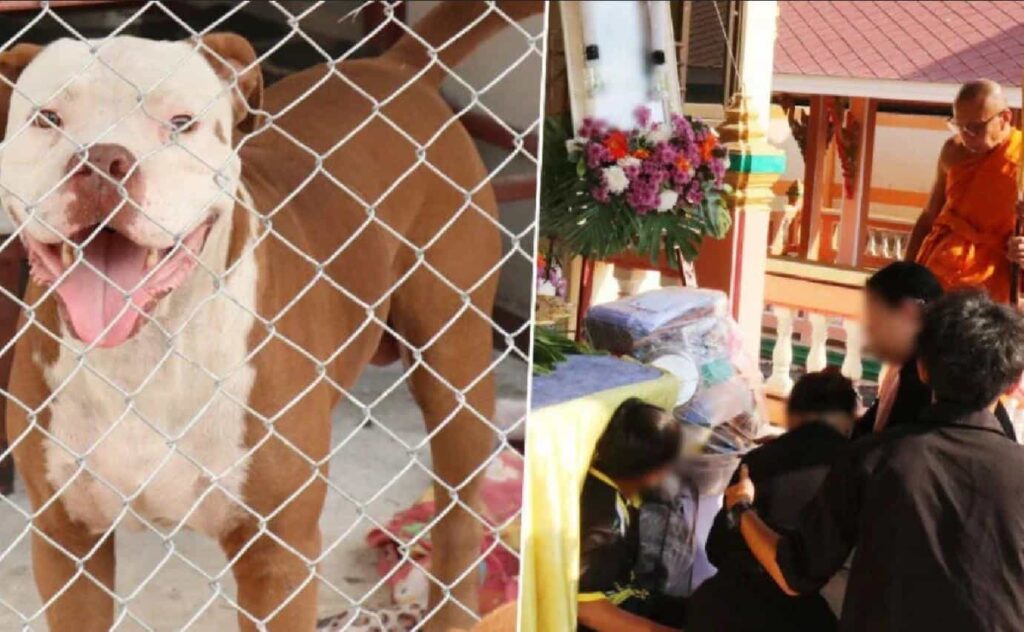 Un thaïlandais se sacrifie pour sauver sa mère lors d'une attaque de Pit Bull
