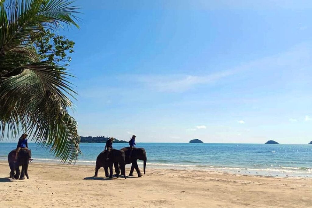 Un éléphant meurt en Thaïlande après avoir été nourri par des touristes