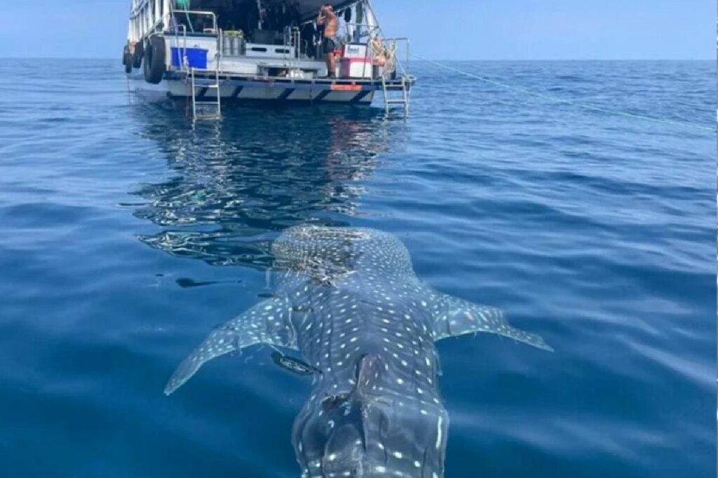 Des touristes émerveillés nagent 5 heures avec un requin-baleine en Thaïlande
