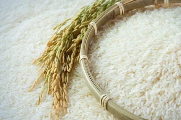 Boom des exportations de riz de Thaïlande : +13 % en 2024