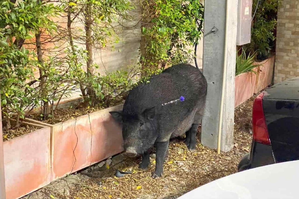 Un sanglier sauvage sème le chaos à Pattaya et l'animal court toujours