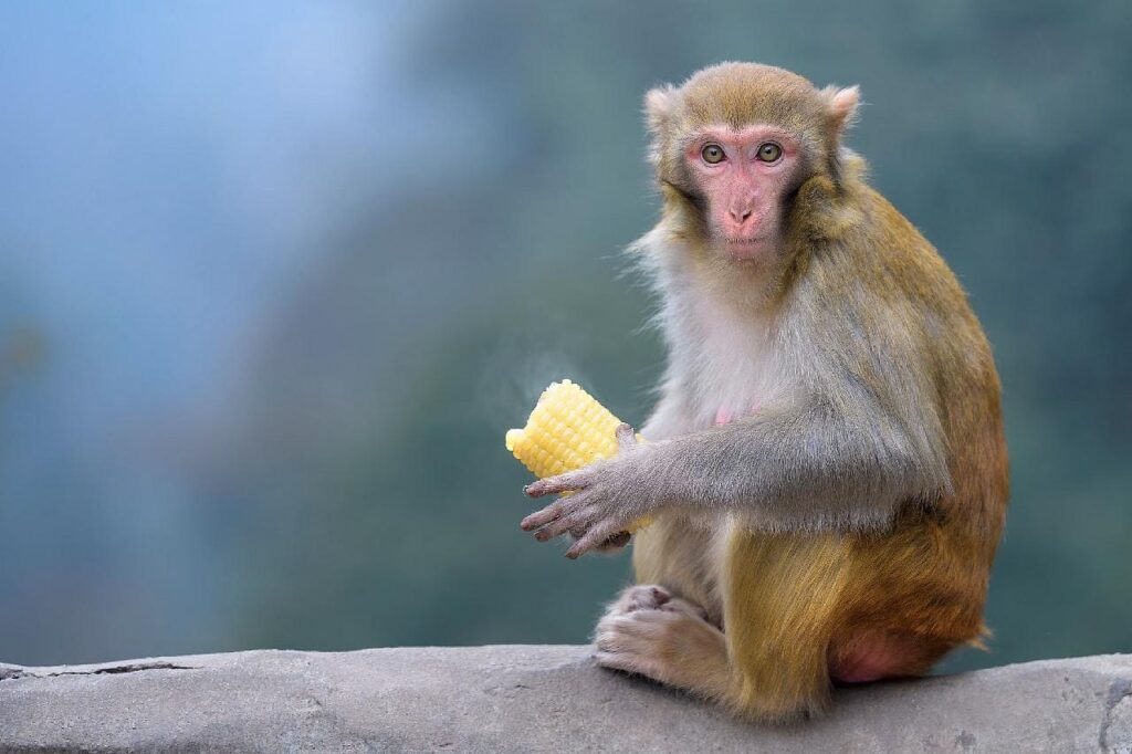 Macaques rhésus